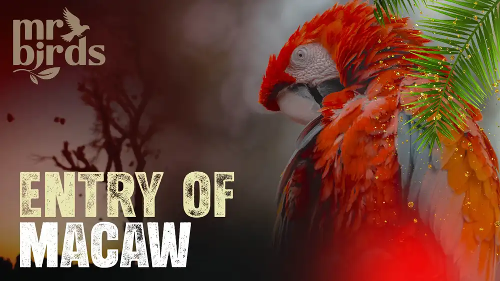 Vibrant Red Macaw parrot YouTube thumbnail PSD featuring tropical leaves and Mr Birds branding.